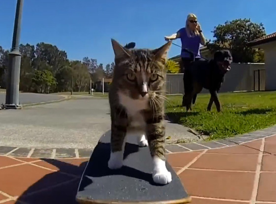 Skateboarding Cat Skateboarding Cat